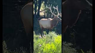 Tip toeing thru tulips  deerhunter hunting deerhunting deerhunt huntingseason [upl. by Ys]