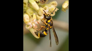 Identifying the First Known Photos of Living Insect Species on iNaturalist [upl. by Goodard542]