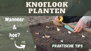 Knoflook planten wanneer en hoe [upl. by Nycila]