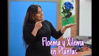 Laboratorio para niños Xilema y Floema en Plantas [upl. by Eisenstark433]