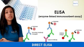 Direct ELISA  Basics Explained [upl. by Nayrbo]