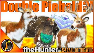 ANOTHER Double Piebald Hunt  HUGE Diamond Capercaillie  Call of the Wild [upl. by Murielle]