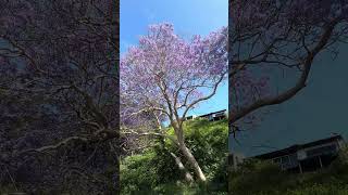 Jacaranda season 💜💟🟣🪁😍 shorts jacaranda jacarandas purple flowers bignoniaceae nelsonbay [upl. by Oirelav118]