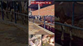 కాలి పుండ్ల నివారణ amp చికిత్స youtubeshorts viralvideofootrot dairyanimalsheep hoof veterinary [upl. by Yttik570]