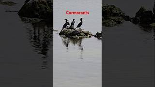 cormorant cormorants subscribe shorts [upl. by Noside]