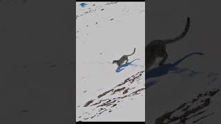 Snow leopard hunting the Alpine ibex  viral short reels youtubeshorts leopard animals [upl. by Tanner96]