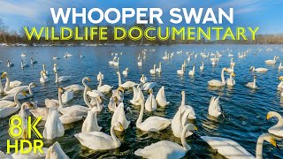 Whooper Swan  A Graceful Migrant  8K Wildlife Documentary about Amazing Birds Voiced by AI [upl. by Atiek963]