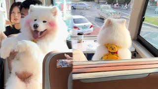 狗狗巴士發車啦，不會還有小狗沒坐上小狗巴士吧pets funnydogs [upl. by Eilyah]