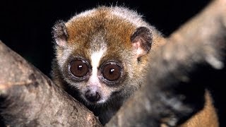 Science Bulletins Slow Loris Venom—Solving a Toxic Puzzle [upl. by Nila]