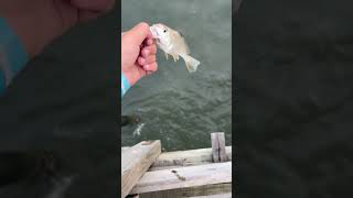 Croaker￼ release off the peer fishingvideo fishing saltwaterfish ￼ [upl. by Darya16]