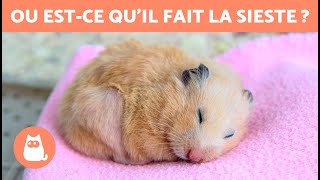 Comment savoir si mon HAMSTER HIBERNE  🐹 [upl. by Phaedra]