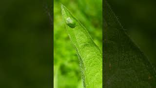 Splendid little Green Tortoise Beetle camouflaged on a leaf [upl. by Serle]