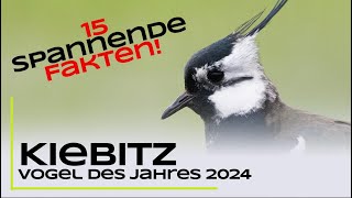 Der Kiebitz  15 spannende Fakten  Vogel des Jahres 2024 [upl. by Akema161]