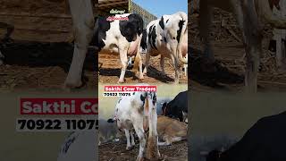 Shakthi the brand cow vivasayaarvalargal shortvideo shortsvideo shorts [upl. by Miuqaoj]