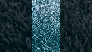 Salmon have a feeding frenzy off the Australia coast [upl. by Anitsirhk]