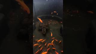 100 Goldfish vs Snapping Turtle [upl. by Hashum528]