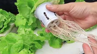 🌱💧 How To Grow Hydroponic Lettuce At Home  Farm Food Family [upl. by Hayalat]