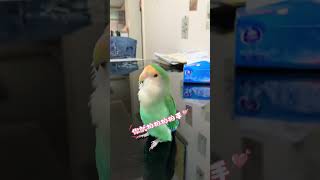 Hardworking and studious Camelus Lovebirds Cute pet raising story Cockatiel whistles [upl. by Fasta]