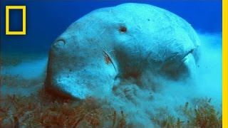 What in the World is a Dugong  National Geographic [upl. by Terzas]