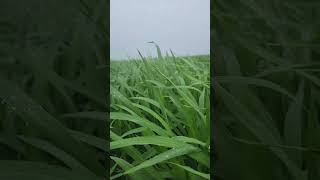 Rice field in Texas [upl. by Valtin]