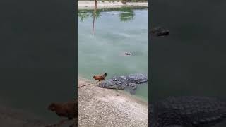 Raising crocodiles is dangerous Rooster Jump into Crocodiles head [upl. by Yasu]