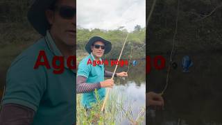 Pescando lambari🎣 fishing dicasdepescadetilapia peixe pesquei [upl. by Ymiaj]