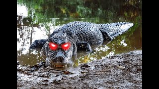 Crocodilians Edit [upl. by Naarah439]