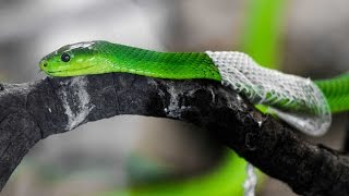 Amazing Footage Of Snake Shedding Its Skin [upl. by Kevyn]