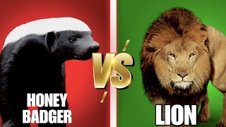 Honey Badger vs Lion [upl. by Quillon]