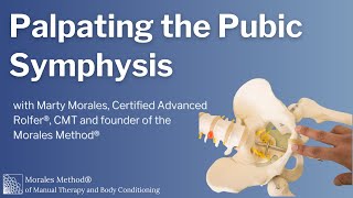 How to Palpate the Pubic Symphysis [upl. by Lathrop]