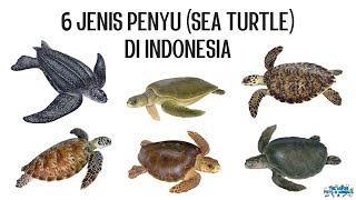 6 Jenis Penyu di Indonesia [upl. by Alfy]