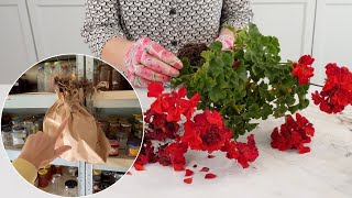 The Best Way to Store Geraniums Over Winter [upl. by Troc]