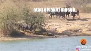 Banteng diselamatkan KUDANIL [upl. by Ttoille186]