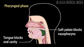 Swallowing Reflex Phases and Overview of Neural Control Animation [upl. by Ahsinaj]