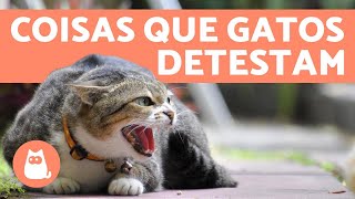 10 COISAS QUE OS GATOS ODEIAM e você deve EVITAR 😾 [upl. by Ihcego416]