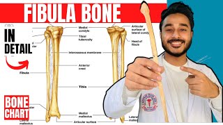 fibula bone anatomy 3d  anatomy of fibula bone attachments anatomy  bones of lower limb anatomy [upl. by Arlyn]