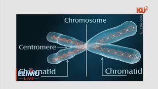 BIOLOGY FORM 4  TOPIC  GENETICS  TR MARGRET GITAU [upl. by Lula782]