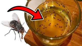 How to Get Rid of Houseflies at Home Naturally 10 EFFECTIVE SOLUTIONS [upl. by Helfant250]