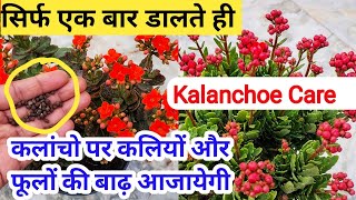 कलांचो पर आजायेगी फूलों की बाढKalanchoe Flower Plant CareHow to grow kalanchoeBest fertilizer [upl. by Bronnie659]