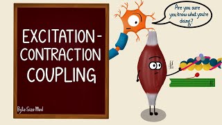 Excitation Contraction Coupling  Skeletal Muscle Contraction  Cross Bridge Cycling  Myology [upl. by Richmal924]