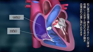 【バイエル サイエンスビデオ】知っておきたい、心臓のはたらき [upl. by Havelock]