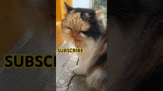 Persian cat viral short 😺 meow catlovercats catviralshorts [upl. by Sada]