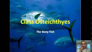 Zoology  Chondrichthyes amp Osteichthyes Notes [upl. by Kelsy667]