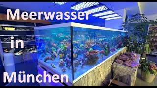 MEERWASSER AQUARISTIK in München  Das ist die Riffgärtnerei [upl. by Latini]