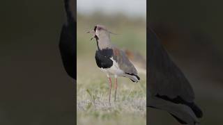 Plumas limpias y espolones a la vista ⚔️ birds nature wildlife [upl. by Nrojb]