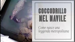 Coccodrillo nel Navile di Bologna Come nasce una leggenda metropolitana [upl. by Aniraad]