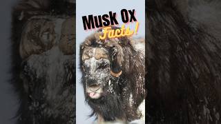 5 Musk Ox facts muskox wildlifefacts shortsfeeds animalshorts [upl. by Ecyla]