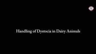 GADVASU Dept of Vet Gynaecology amp Obstetrics Tutorial on Handling of dystocia in dairy animals [upl. by Cinom]