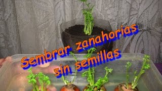 Como sembrar zanahorias sin semillas 2º parte [upl. by Oflunra]