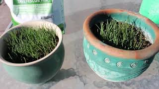 Kentucky 31 vs Scotts Tall Fescue Mix [upl. by Retrak]